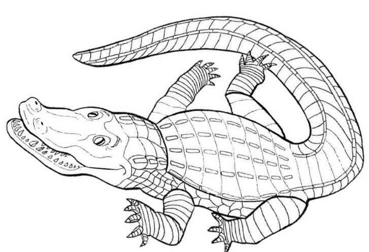 Mẫu tranh tô màu hình con cá sấu hung tợn dành cho bé từ 2 đến 5 tuổi